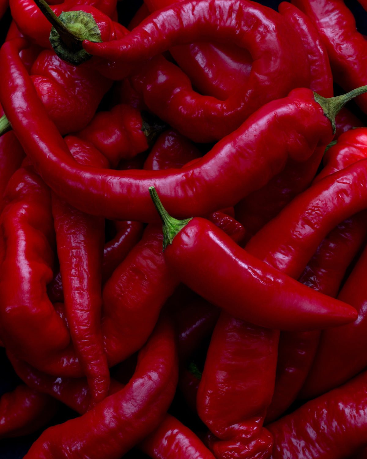 Red jalapeño peppers in a large pile