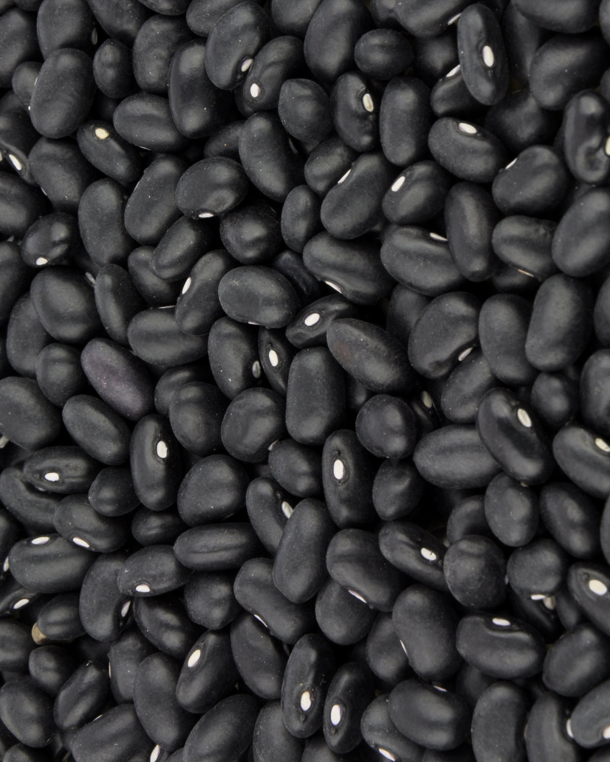 Black Bean Dip