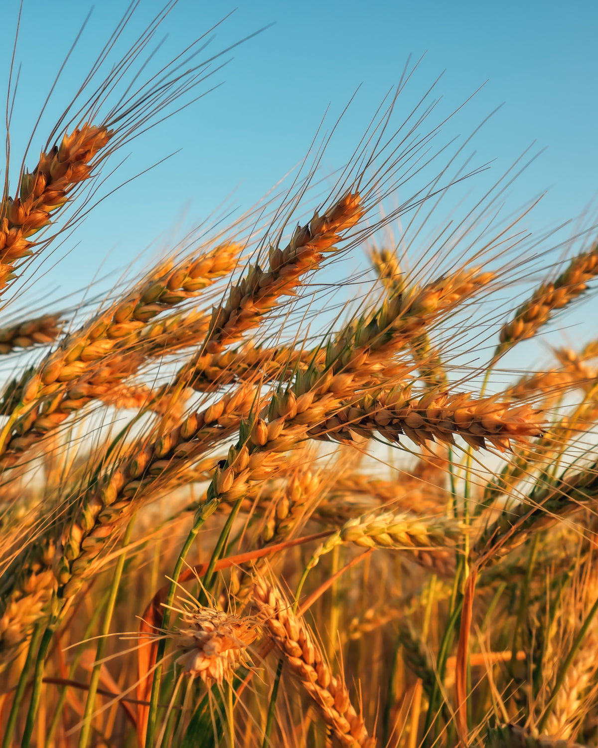 Italian Bread Crumbs