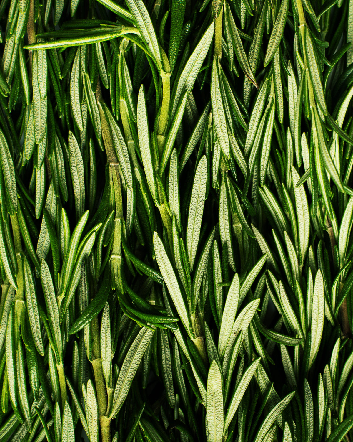 Rosemary Kettle Cooked Potato Chips