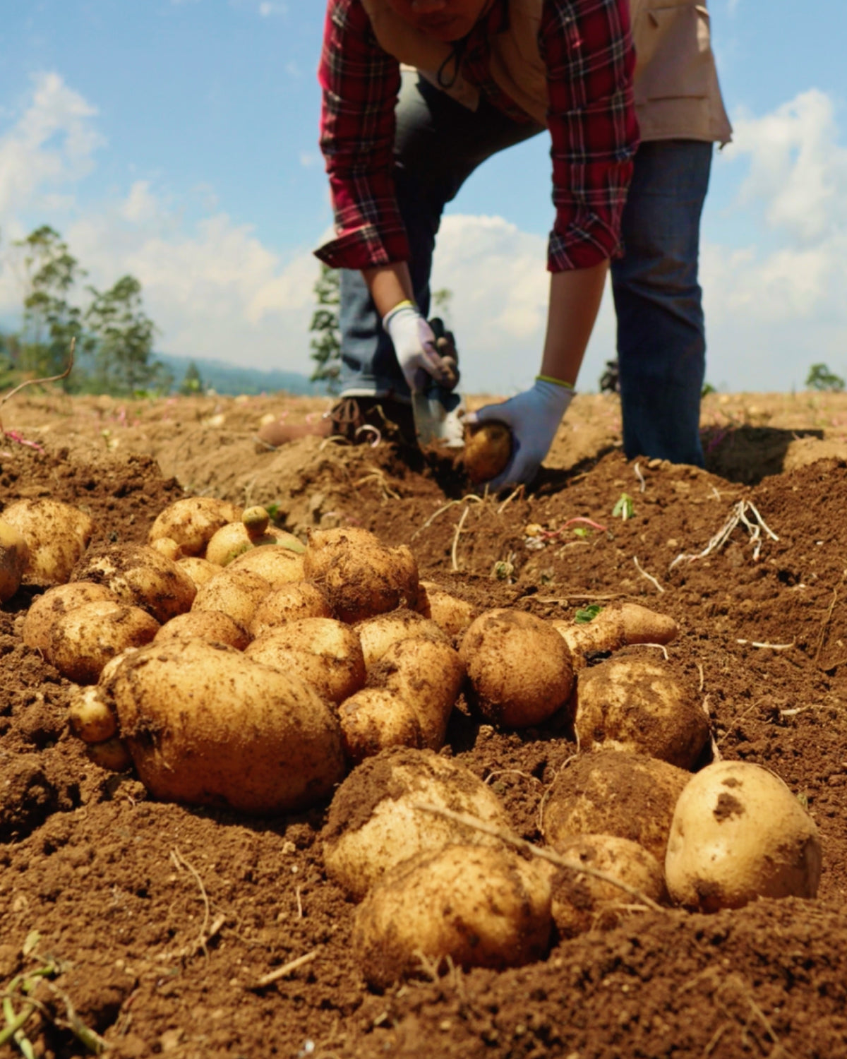 Rosemary Kettle Cooked Potato Chips