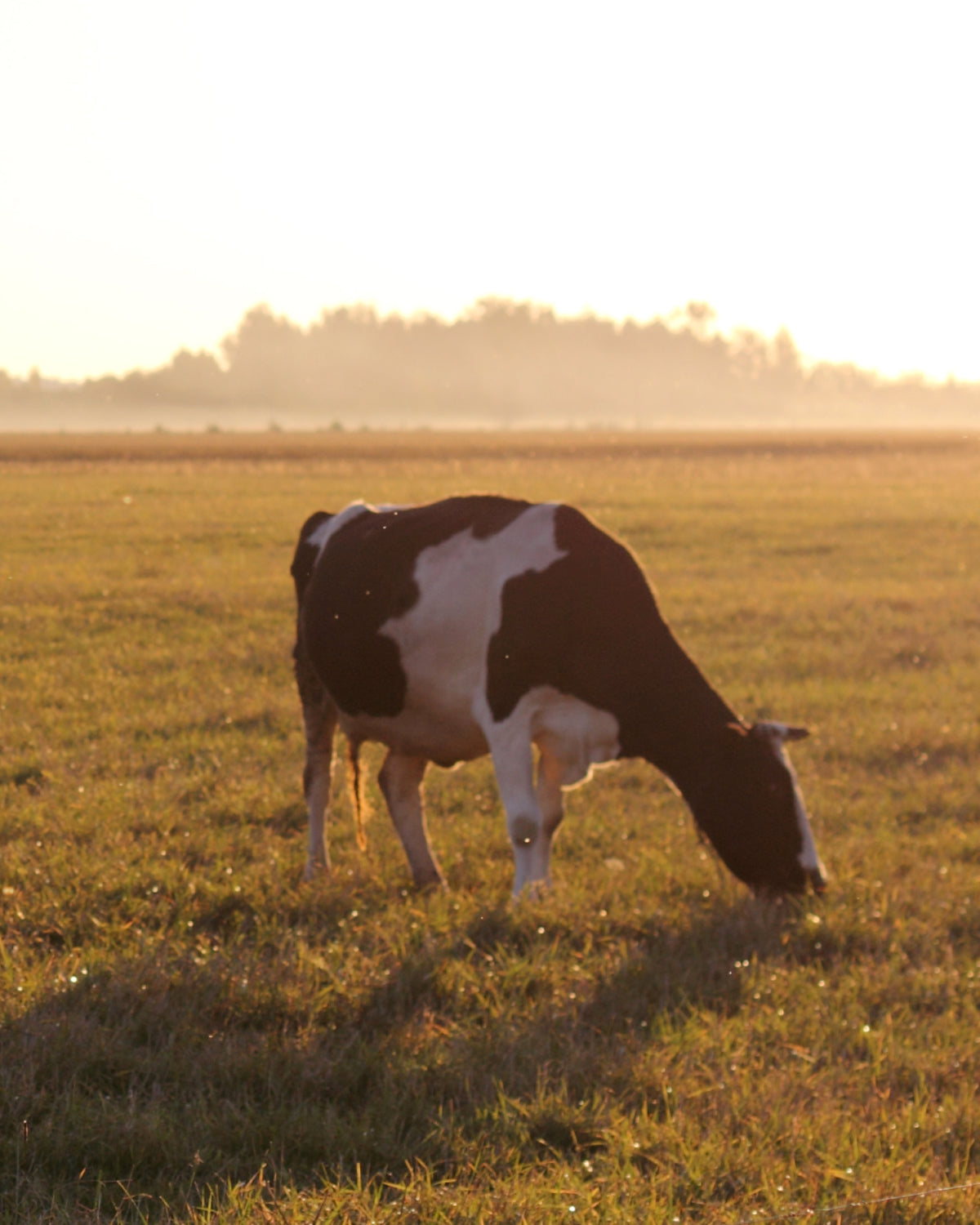Ceasar Salad Dressing