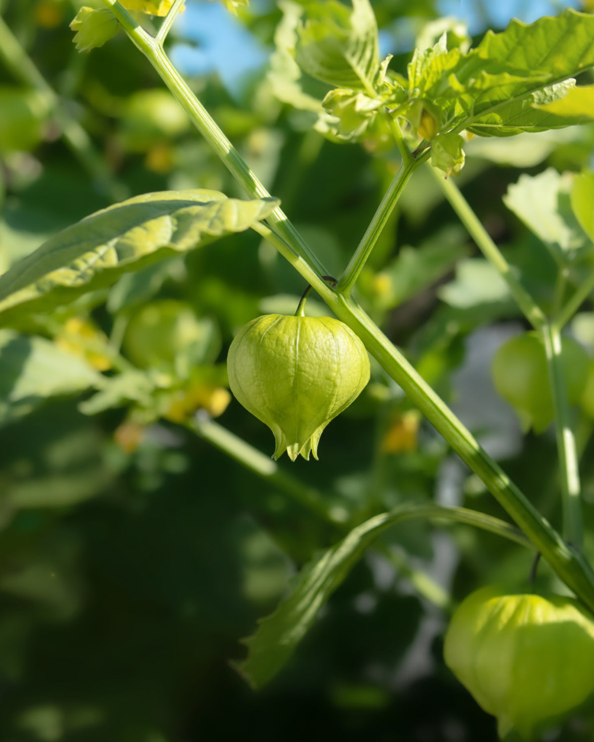Mild Green Taco Sauce