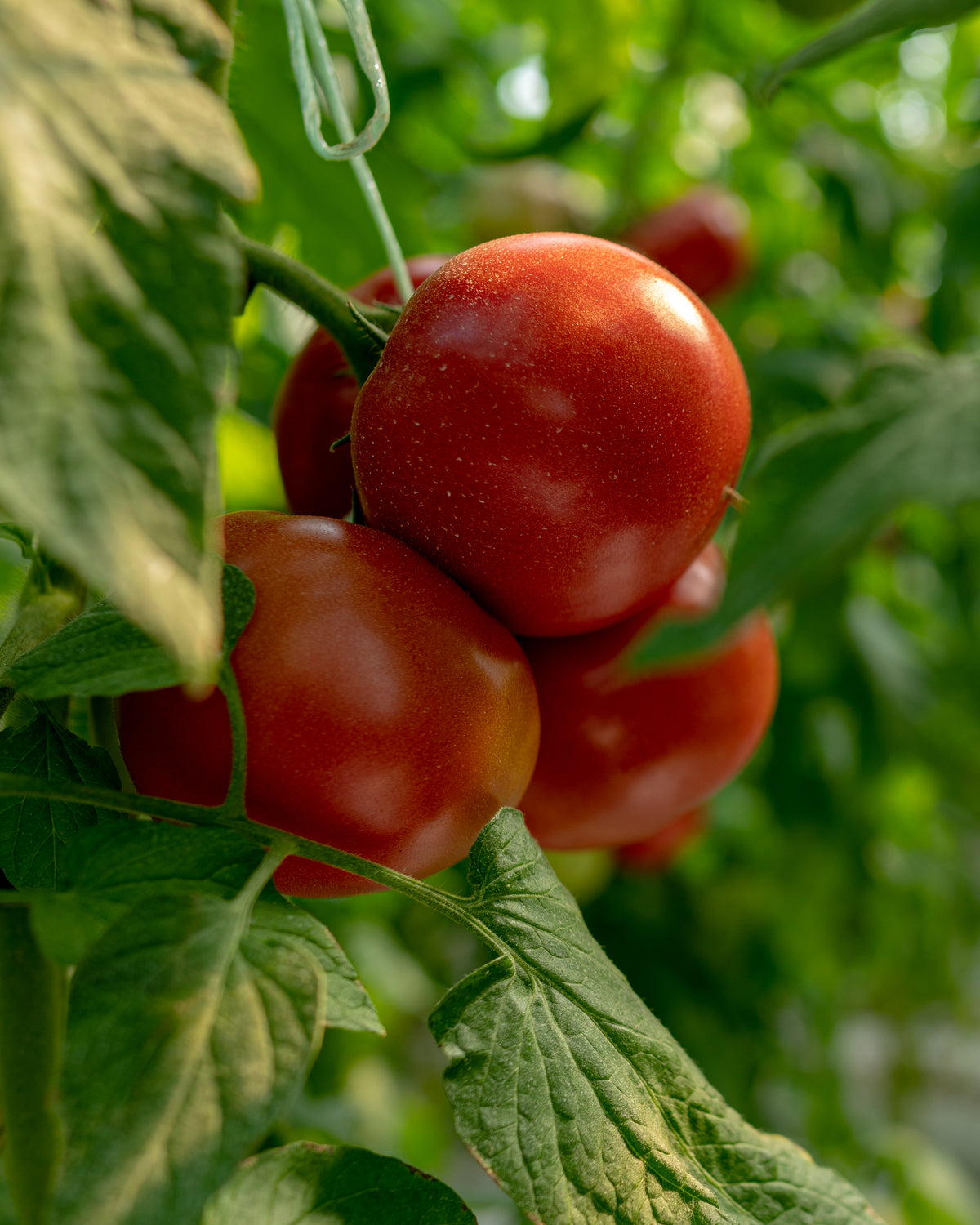 Restaurant Style Salsa