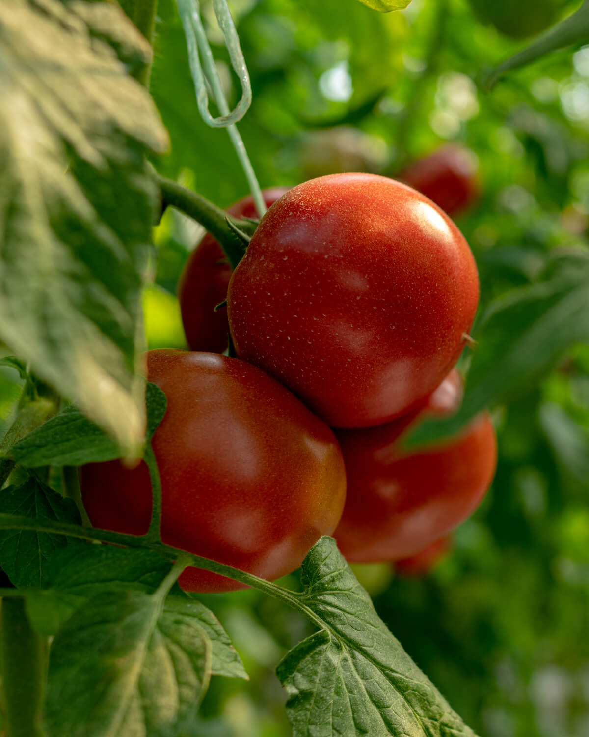 Classic Tomato Ketchup