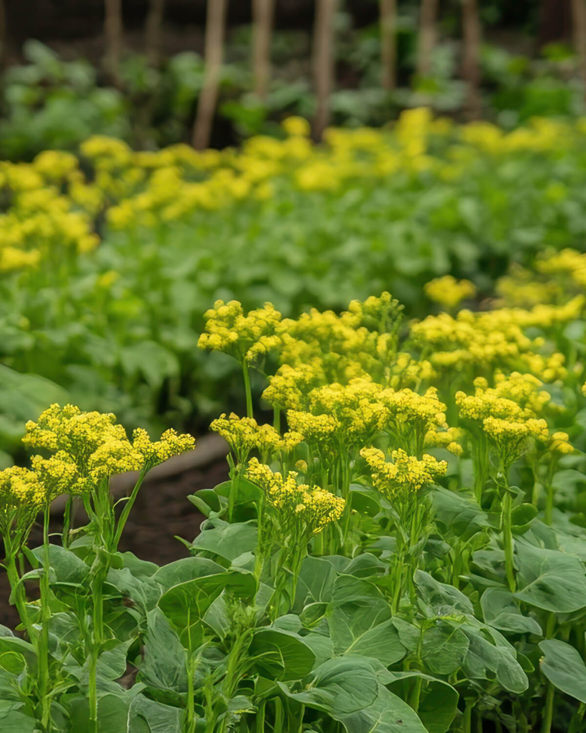 Dijon Mustard