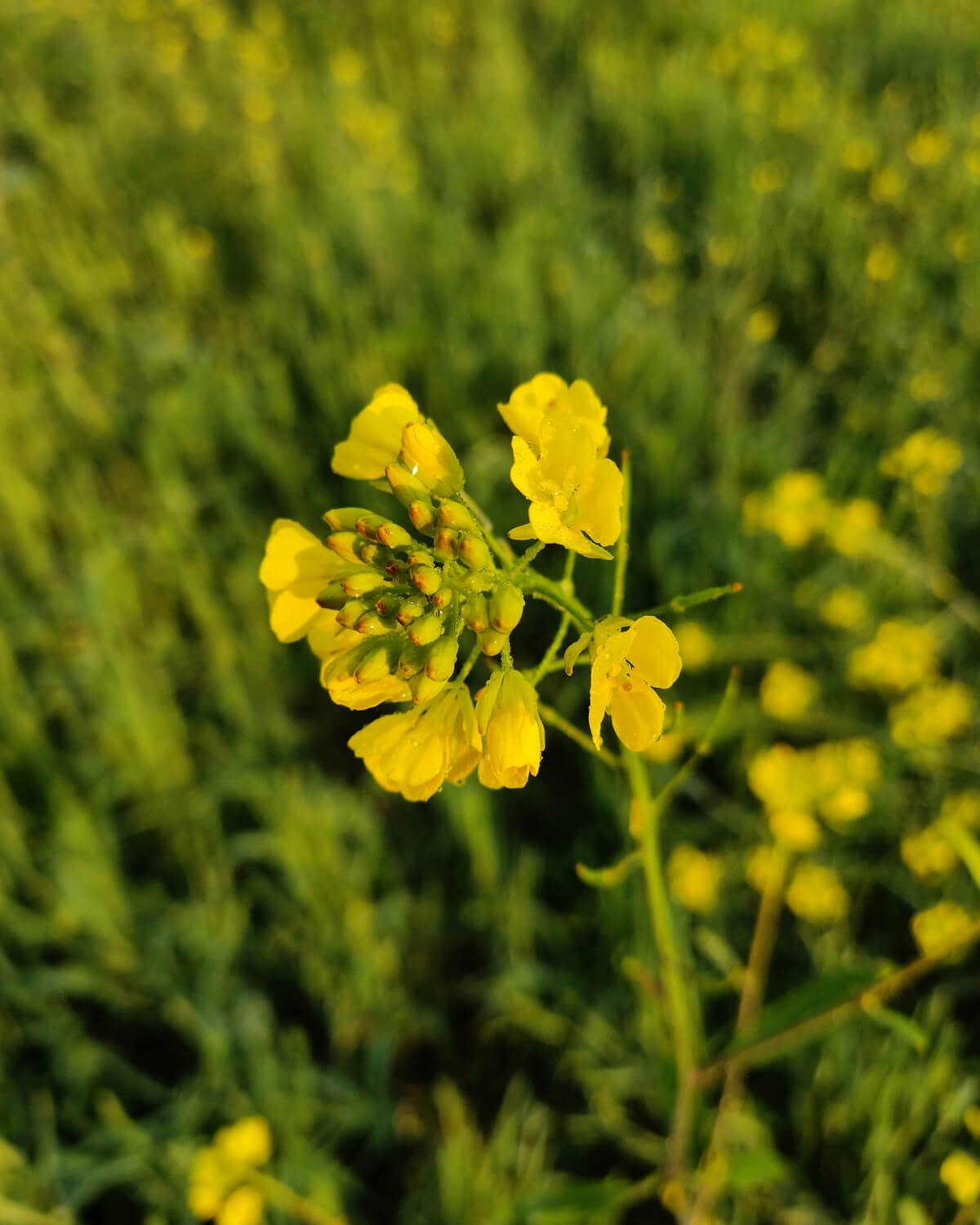 Yellow Mustard