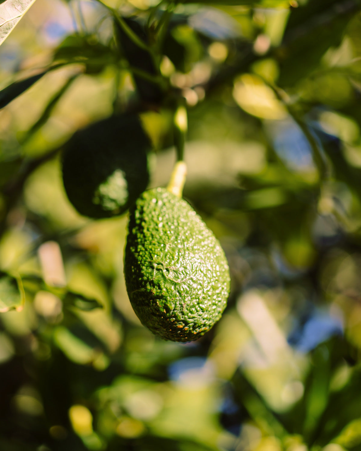 Organic 100% Pure Avocado Oil Bottle