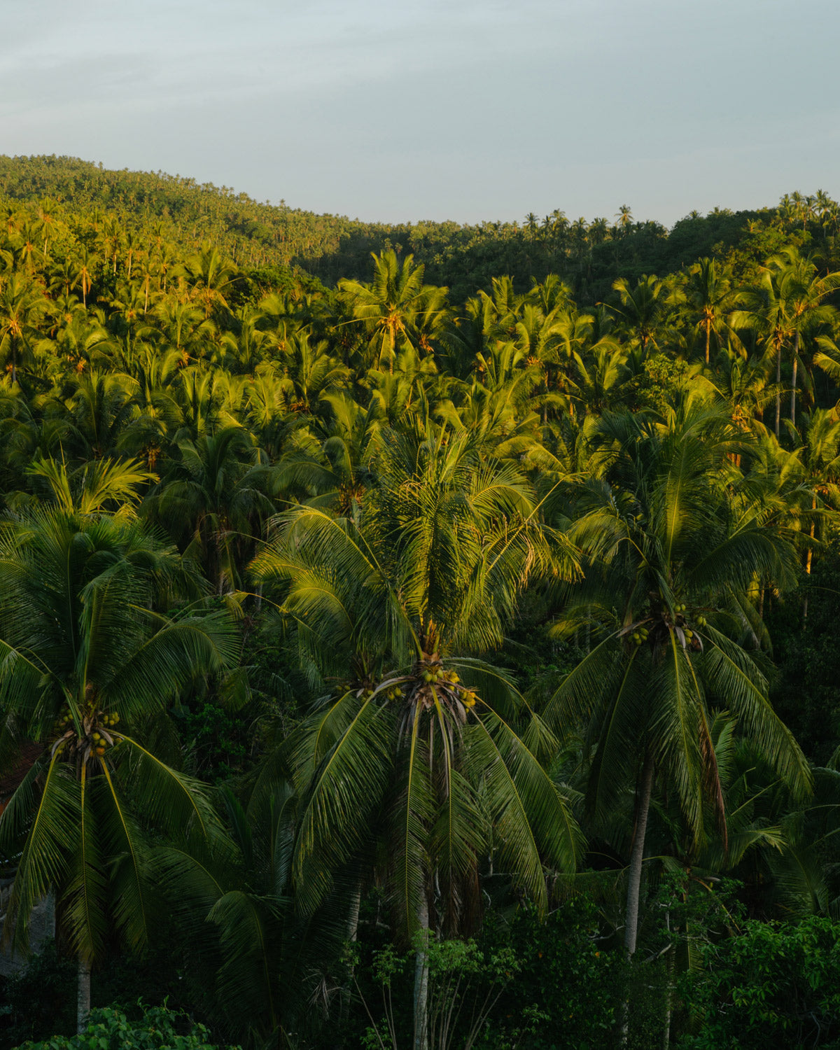 Organic Coconut Oil Spray