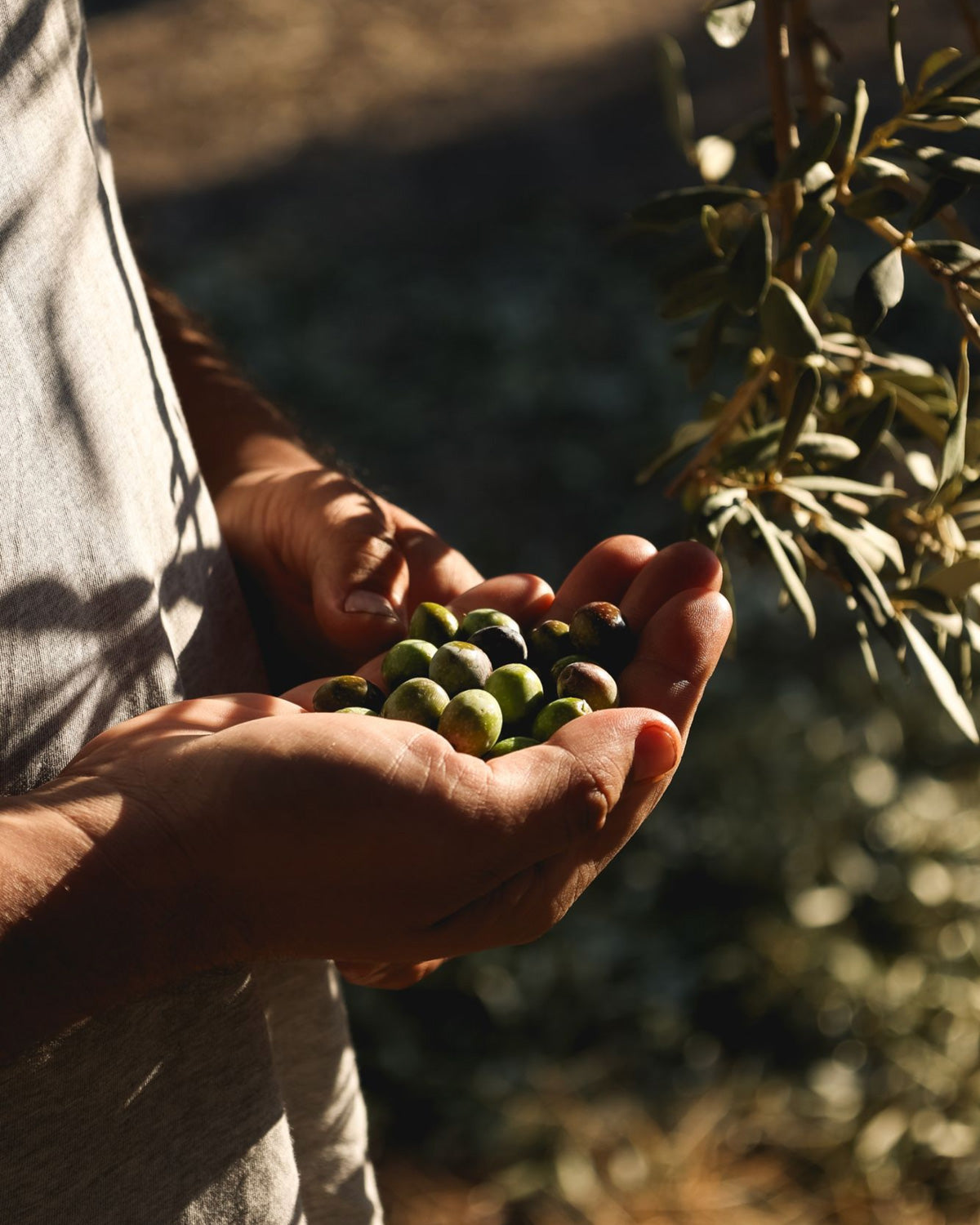 Organic Robust Extra Virgin Olive Oil Bottle